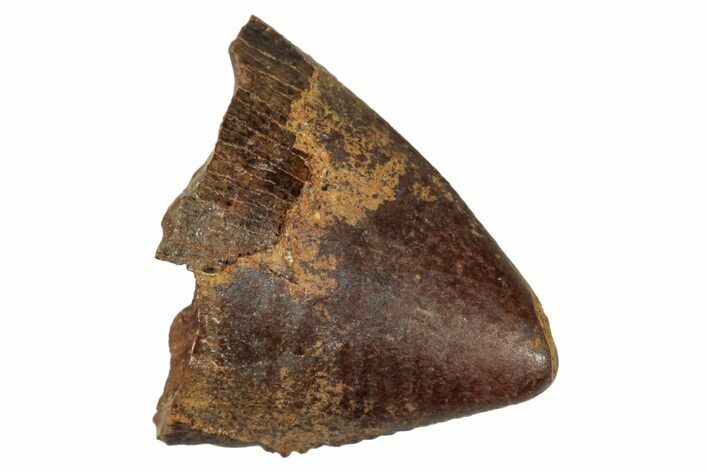 Tyrannosaur Tooth Tip - Judith River Formation #276440